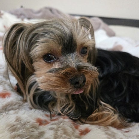 夜中に何度もトイレに行くひどい症状の画像