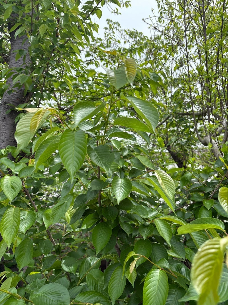 聞いていてよかった小1の壁の話の画像