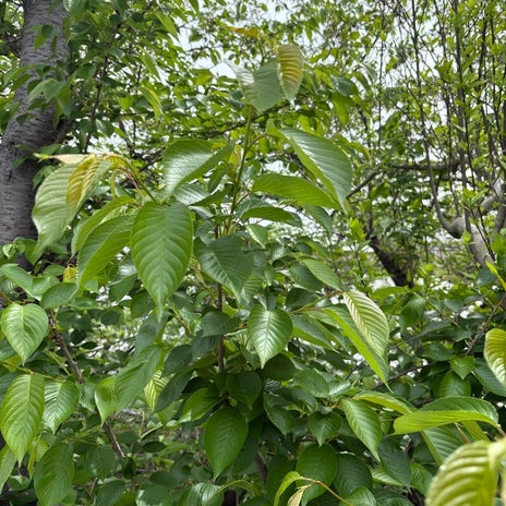 聞いていてよかった小1の壁の話の画像