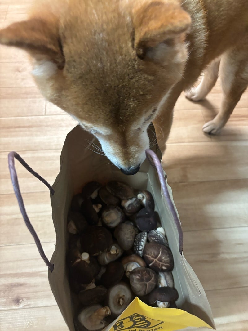 広川ひかる 愛犬が確認中のお土産の画像