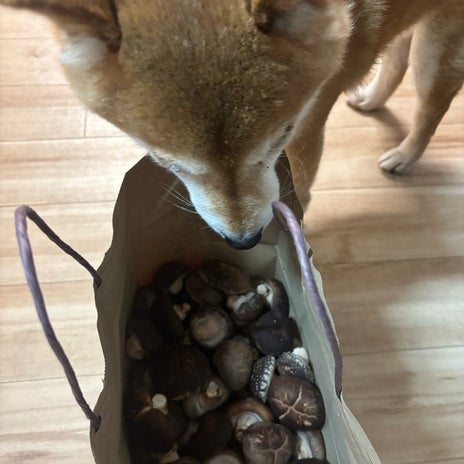 広川ひかる 愛犬が確認中のお土産の画像