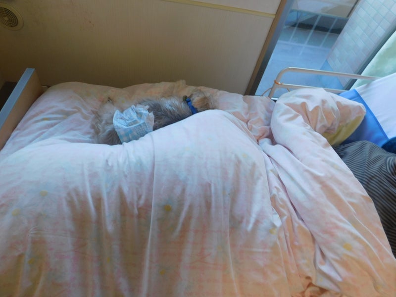 人生の最期に喜びを与えてくれた犬の画像