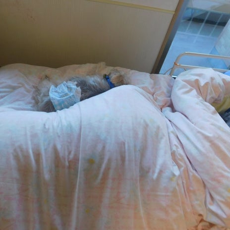 人生の最期に喜びを与えてくれた犬の画像