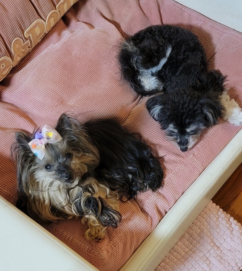 モト冬樹 可愛い愛犬2匹の姿の画像