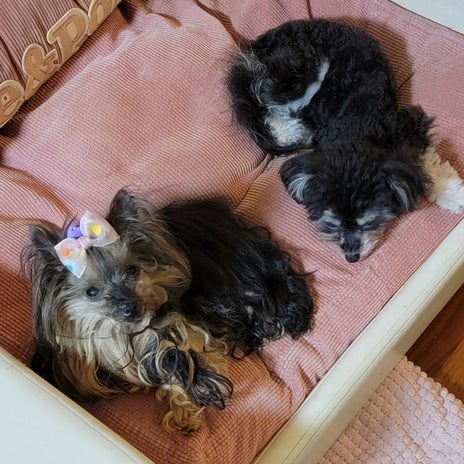 モト冬樹 可愛い愛犬2匹の姿の画像