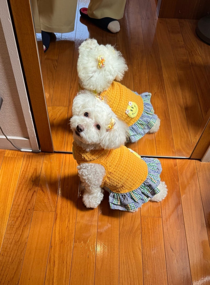堀ちえみ 愛犬の可愛いポーズの画像
