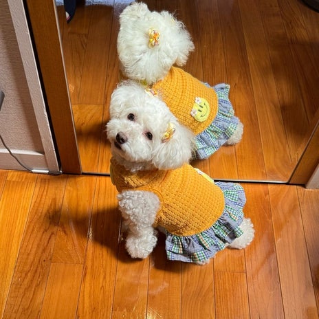堀ちえみ 愛犬の可愛いポーズの画像