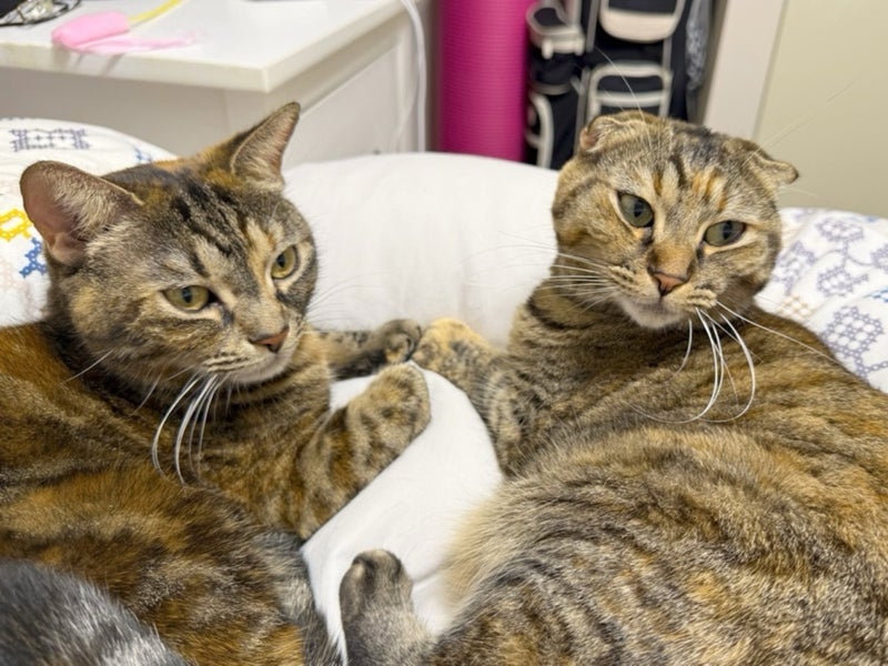 朝から微笑ましい猫のグルーミングの画像