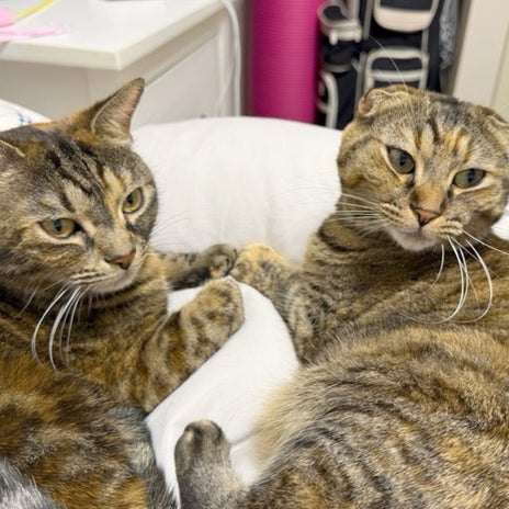 朝から微笑ましい猫のグルーミングの画像