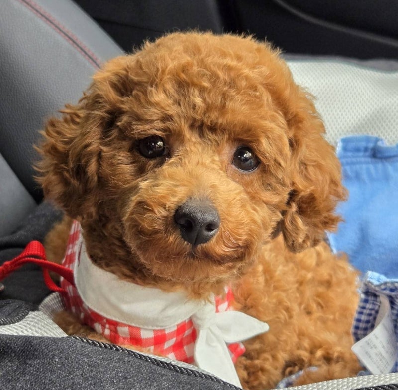 モト冬樹 トリミング後の可愛い愛犬の画像