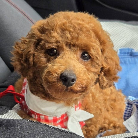 モト冬樹 トリミング後の可愛い愛犬の画像