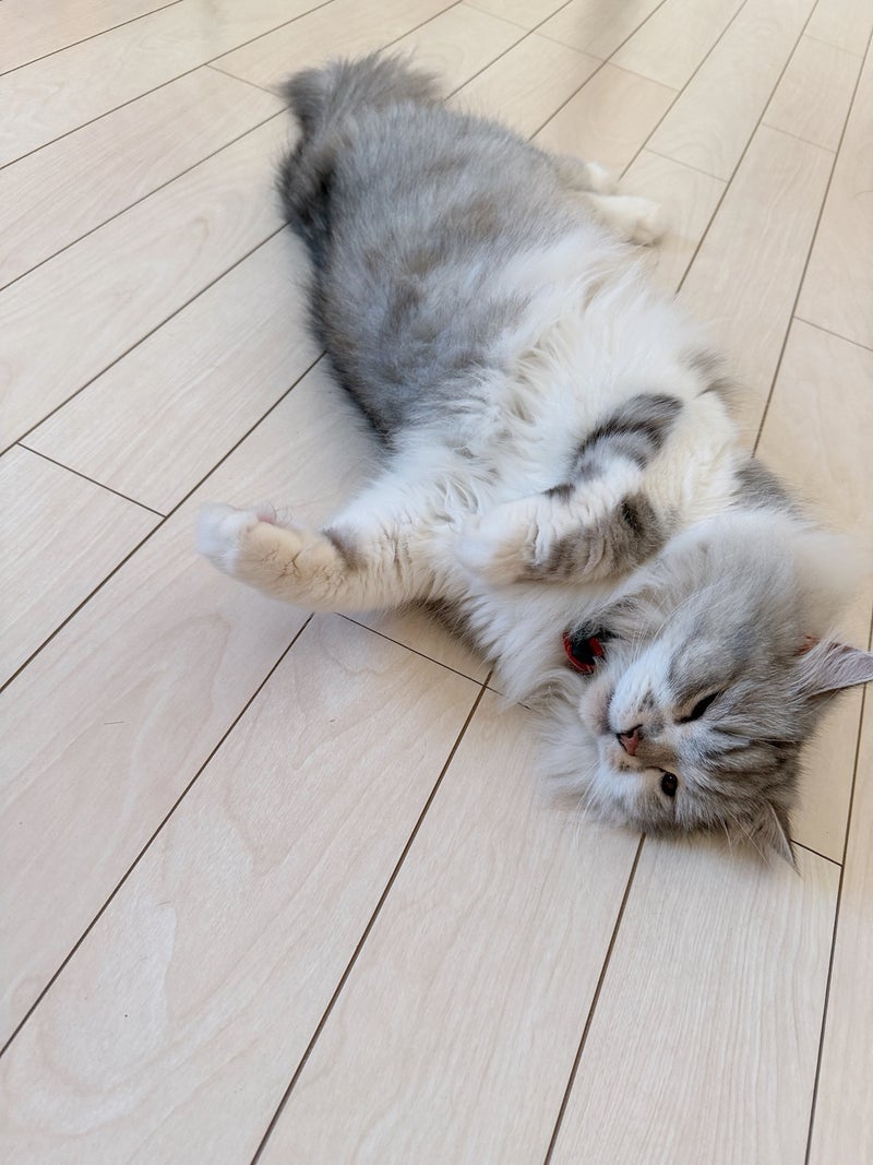 細川直美 のんびり過ごした土曜日の画像