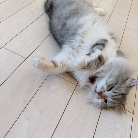 細川直美 のんびり過ごした土曜日の画像