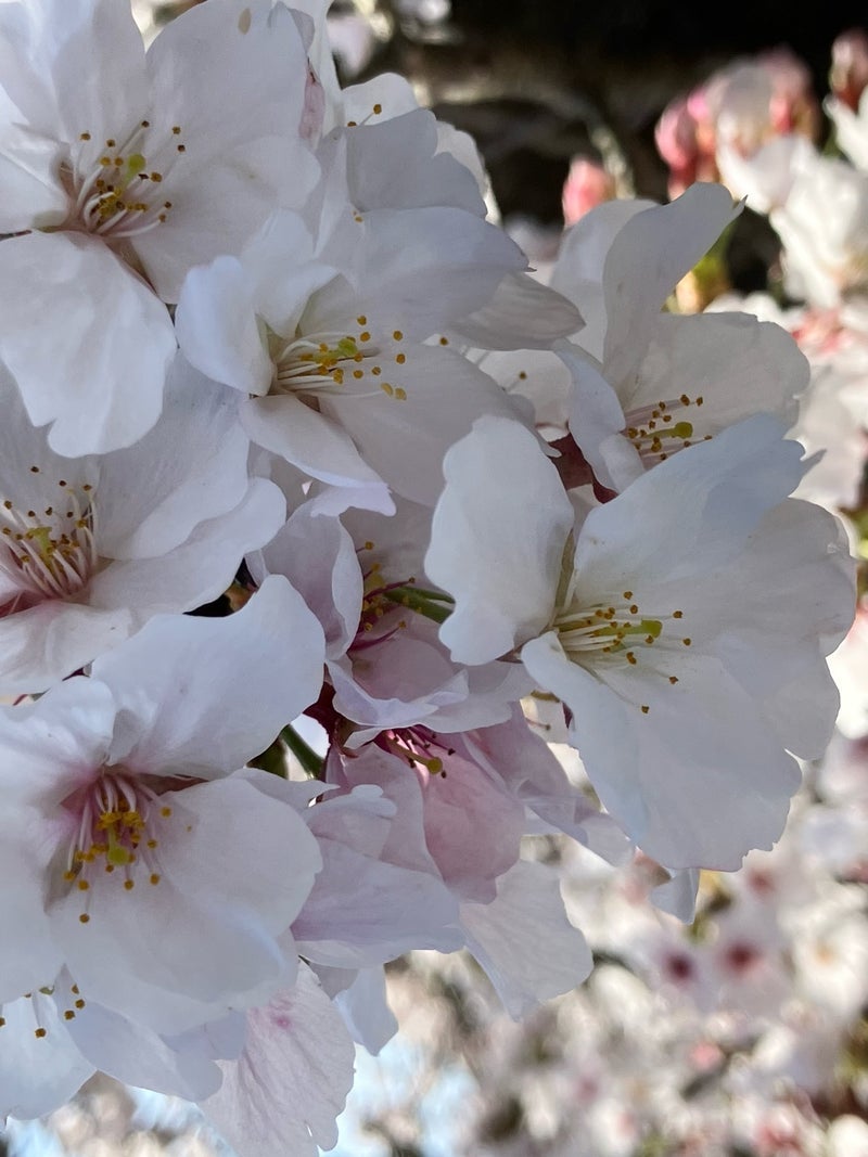 ありがたい総支給約24万の給料の画像