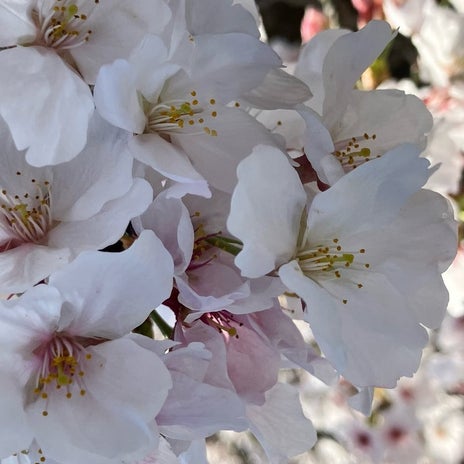 ありがたい総支給約24万の給料の画像