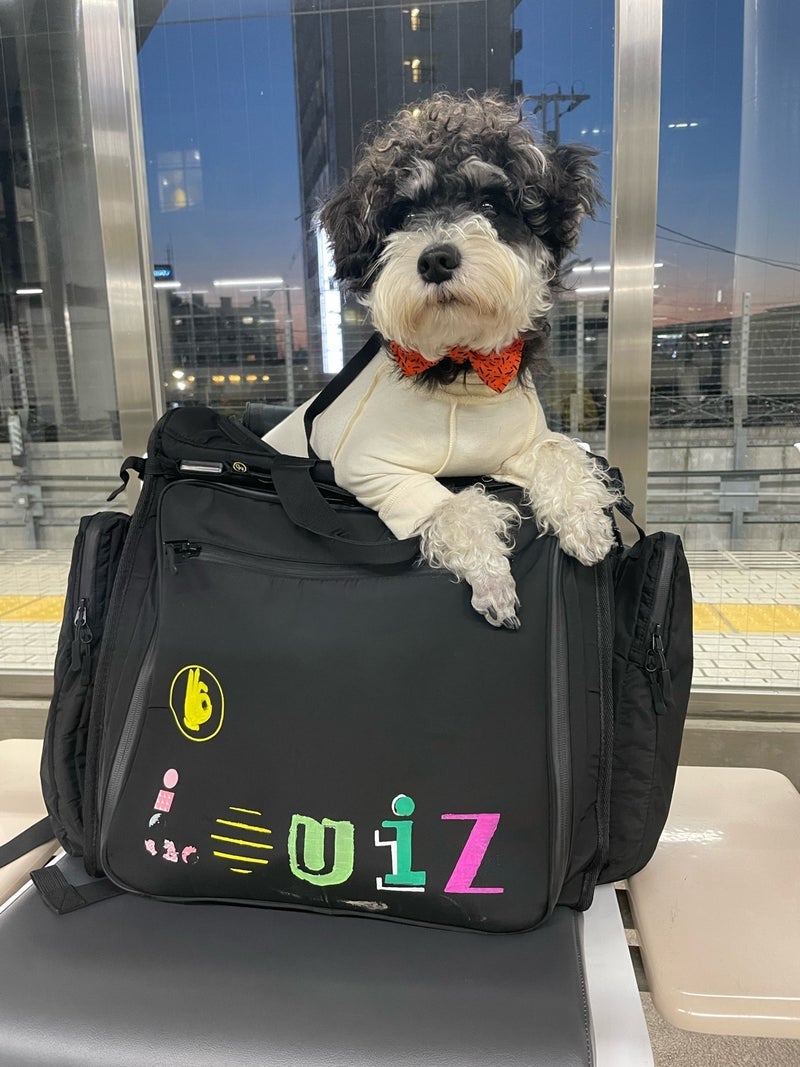 秋吉久美子 長浜からの旅行の帰路の画像