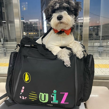 秋吉久美子 長浜からの旅行の帰路の画像