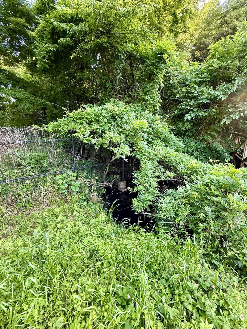 池にいたクイズの答えのミドリガメの画像