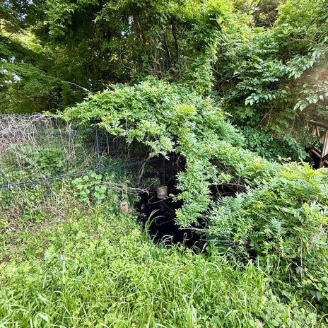 池にいたクイズの答えのミドリガメの画像