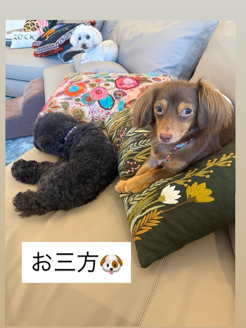 小川菜摘 イケメンな愛犬との一枚の画像