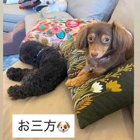小川菜摘 イケメンな愛犬との一枚の画像