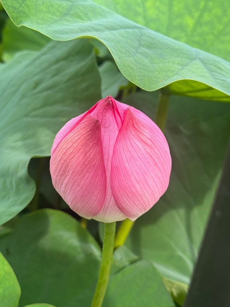 だいたの夫 息子が驚いた蓮の蕾の画像