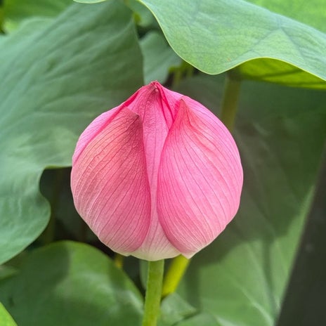 だいたの夫 息子が驚いた蓮の蕾の画像