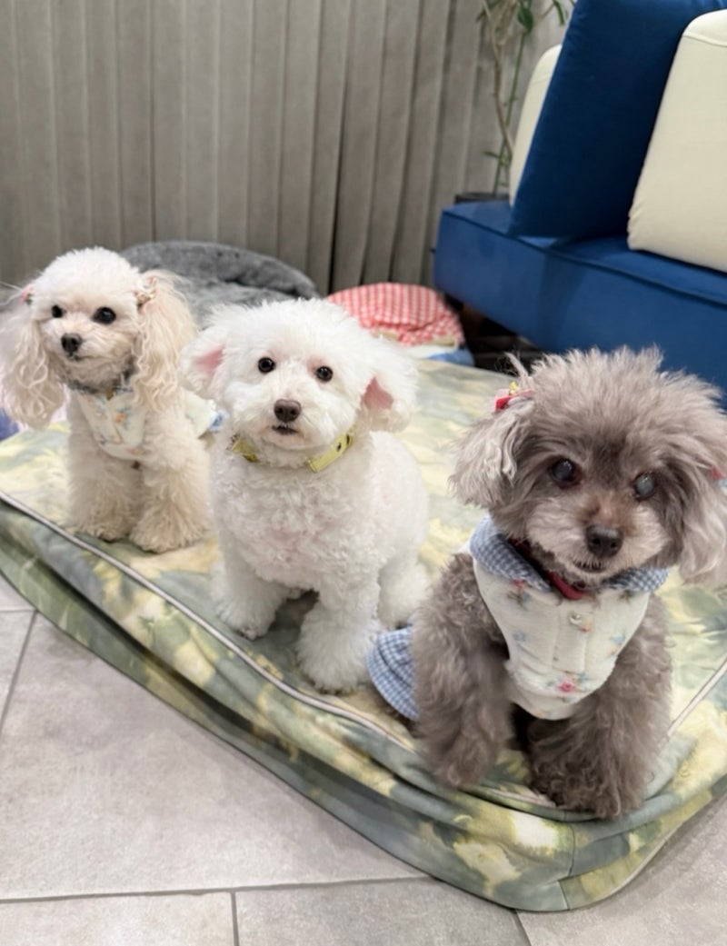 堀ちえみ 眠りに誘ってくれる愛犬の画像