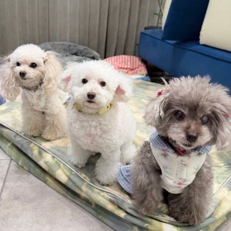 堀ちえみ 眠りに誘ってくれる愛犬の画像