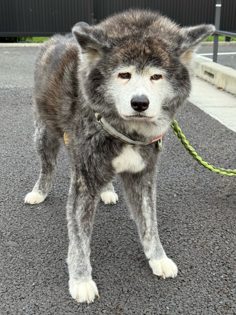 散歩中会ったあまりにも可愛い犬