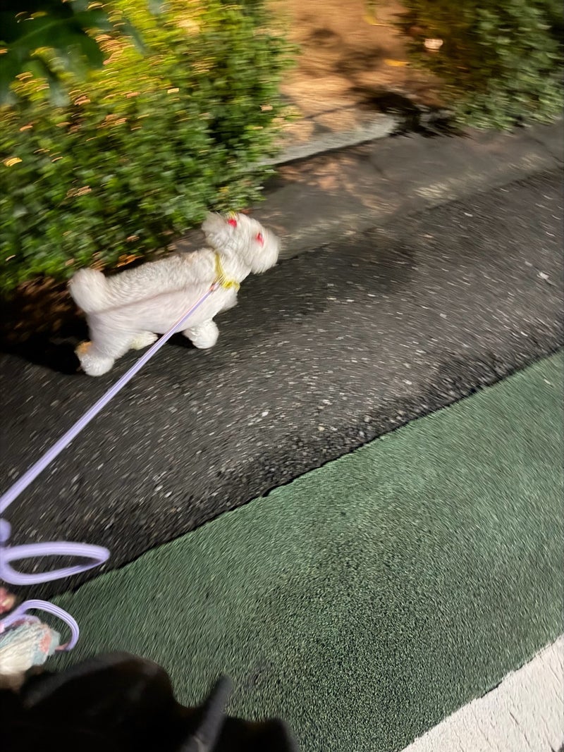 堀ちえみ 愛犬と走った涼しい夜の画像