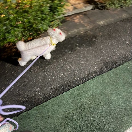 堀ちえみ 愛犬と走った涼しい夜の画像