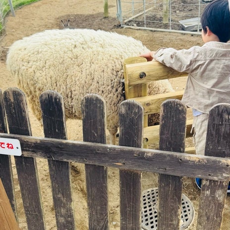 だいた 息子の言葉で初の牧場への画像