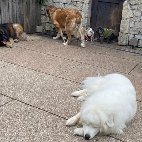 假屋崎省吾 2週間ぶり愛犬と再会の画像