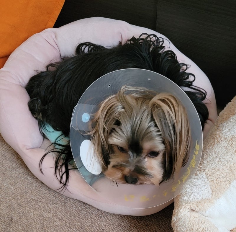 モト冬樹 病気の愛犬の数値が改善の画像