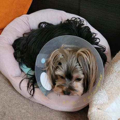 モト冬樹 病気の愛犬の数値が改善の画像