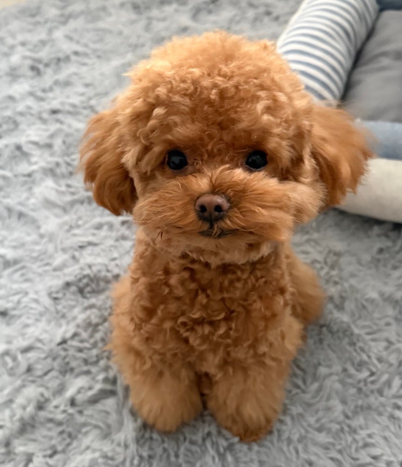 賃貸用の何でもつけられる優秀品の画像