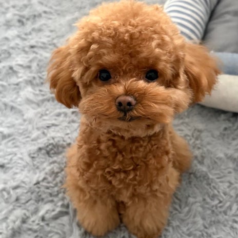 賃貸用の何でもつけられる優秀品の画像