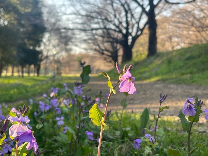原田龍二 浦和の春一色の景色の画像