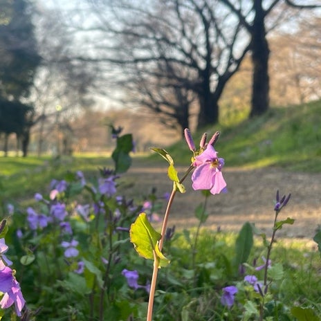 原田龍二 浦和の春一色の景色の画像