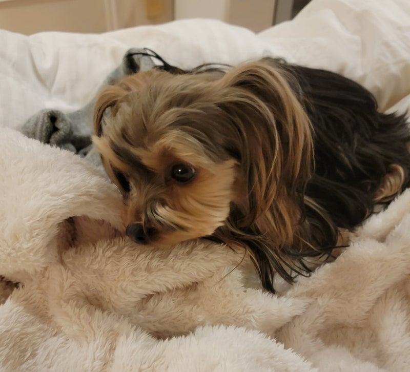 モト冬樹 入浴中の妻を待つ愛犬の画像