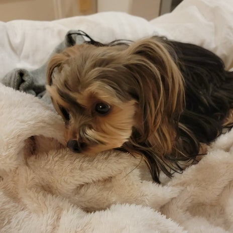 モト冬樹 入浴中の妻を待つ愛犬の画像