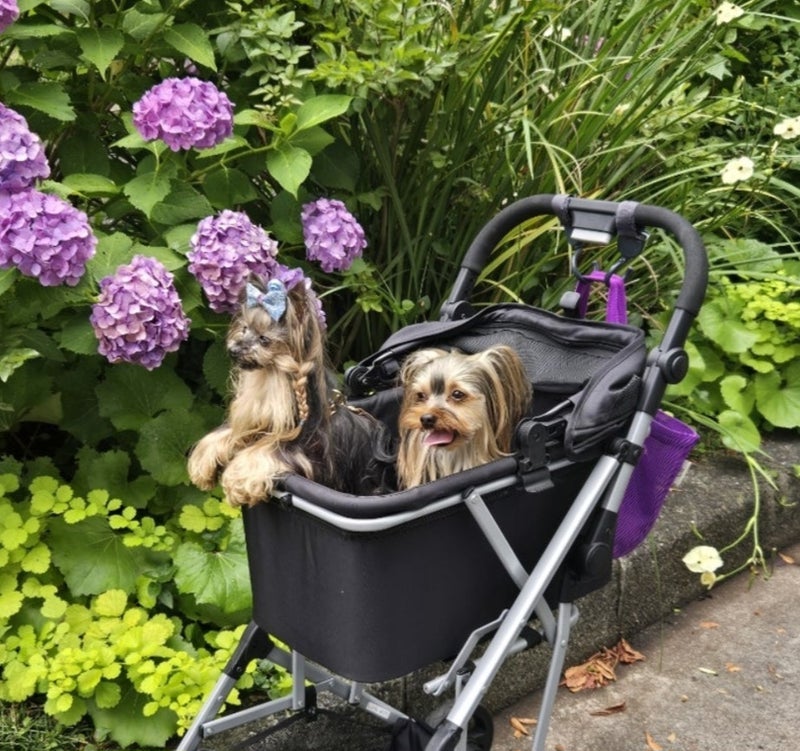 モト冬樹 新たな保護犬が来る前にの画像