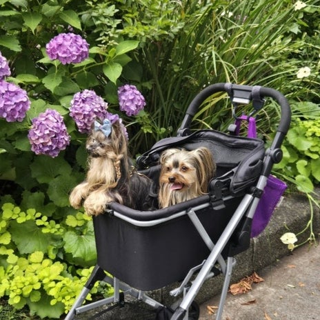 モト冬樹 新たな保護犬が来る前にの画像
