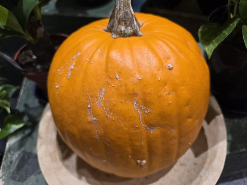 高橋英樹 ハロウィン月で見るかぼちゃの画像