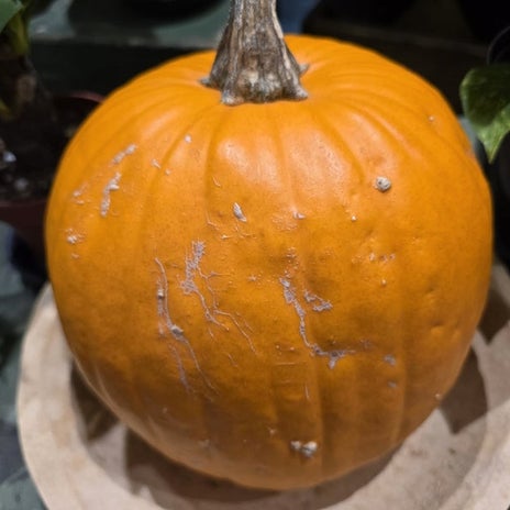 高橋英樹 ハロウィン月で見るかぼちゃの画像