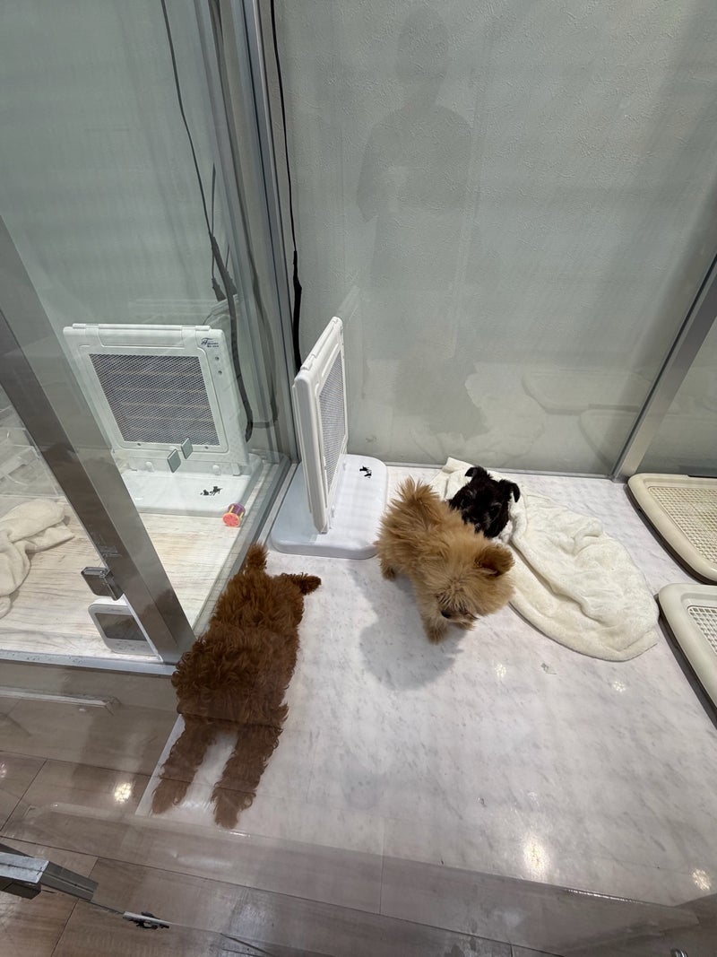 ヒデ 亡き愛犬に似ている子との出会いの画像
