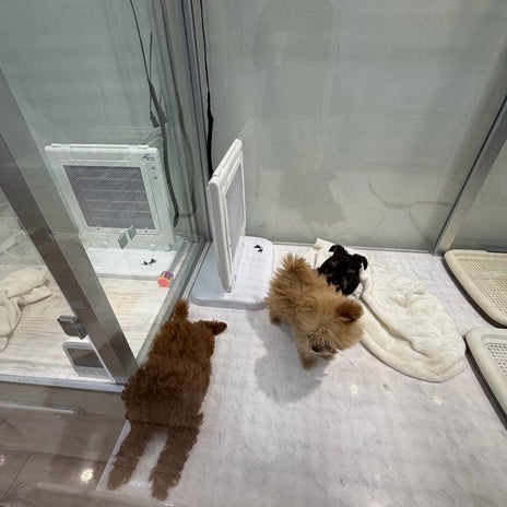 ヒデ 亡き愛犬に似ている子との出会いの画像