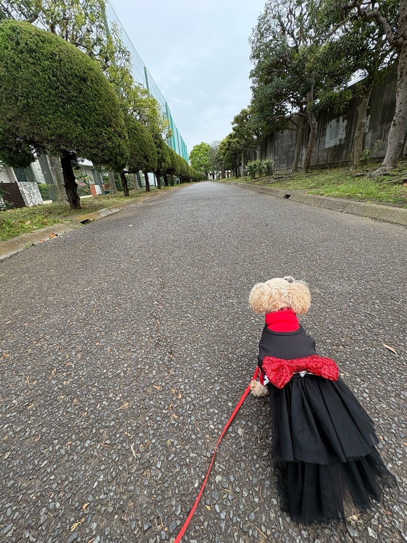 テニス女性から大人気だった愛犬の画像