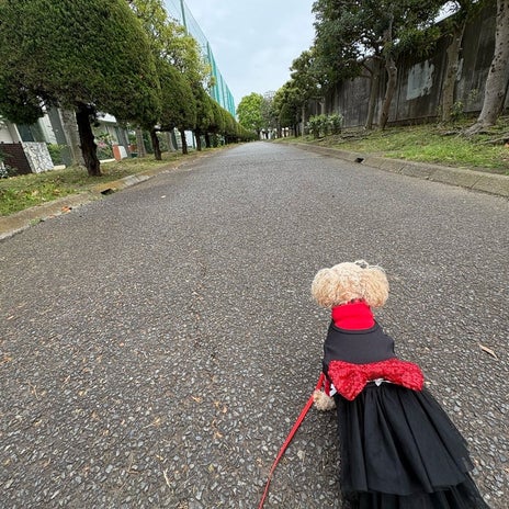 テニス女性から大人気だった愛犬の画像